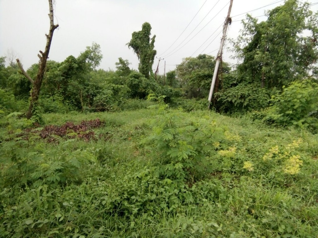 Tanah Strategis 2 Ha di Pinggir Jalan Pantura — foto 4
