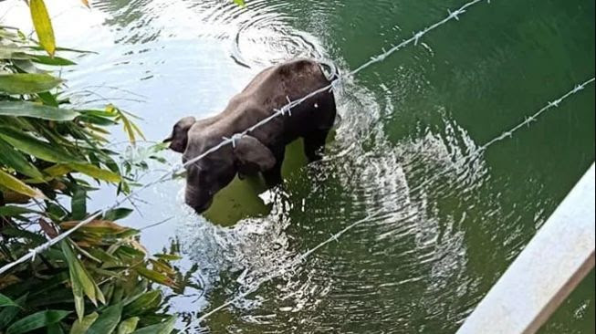 Miris…Menyedihkan…Gajah Mati Berdiri Setelah Makan Nanas Berisi Petasan